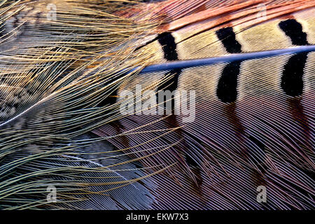 Chinese ring-necked pheasant rump and tail feathers,