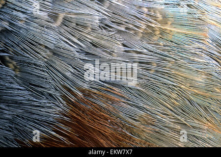 Chinese ring-necked pheasant rump feathers