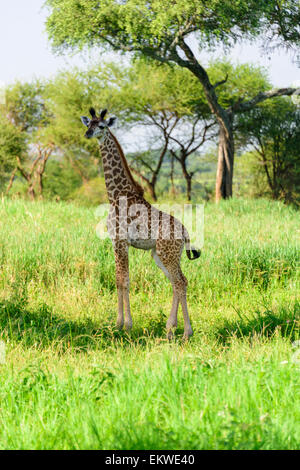 Giraffa camelopardalis portrait of a baby giraffe in Tarangire National Park, Manyara Region, Tanzania, Africa. Stock Photo