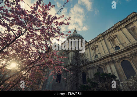 Looking up at St Paul's Cathedral through a pink blossom tree. Stock Photo