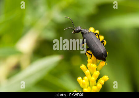 Black blister beetle bug on yellow goldenrod Stock Photo