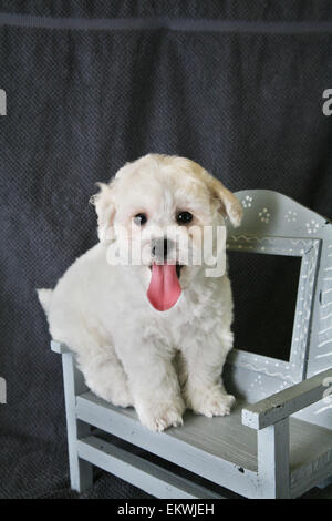 Puppy Bishon Frise Stock Photo