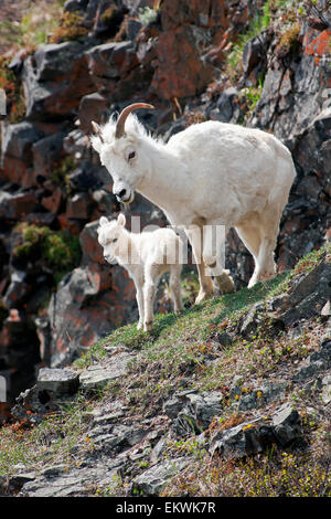 Dall ewe and lamb looking at the camera, Chugach Mountains south of ...