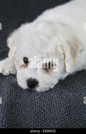 Puppy Bishon Frise Stock Photo