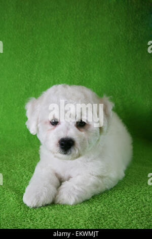 Puppy Bishon Frise Stock Photo