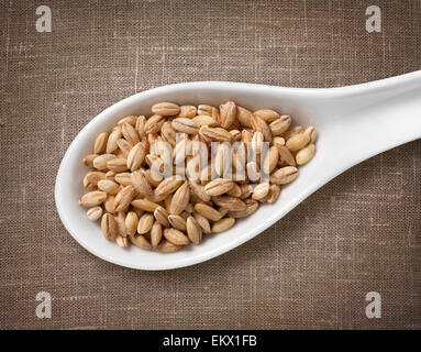 Pearl barley in white porcelain spoon / high-res photo of grain in white porcelain spoon on burlap sackcloth background Stock Photo