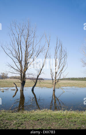 Dead trees standing on the bank of the river  against the blue sky Stock Photo