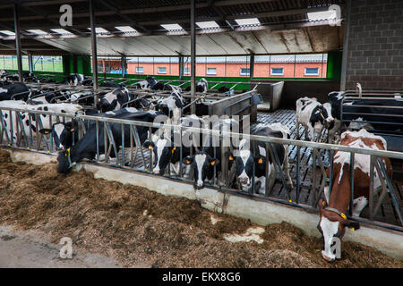 Cows with heads sticking through steel bars eating fodder in cowshed Stock Photo