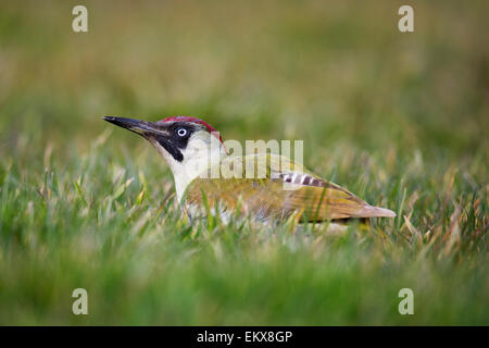 European green woodpecker (Picus viridis) female looking for ants in grassland Stock Photo