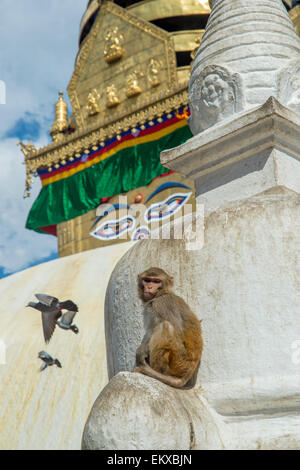 Rhesus Macaque Monkey sitting on Stupa, at Swayambhunath Monkey Temple in Kathmandu, Nepal Stock Photo