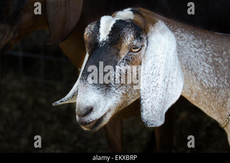 A dairy goat flashes her best Blue Steel gaze at the photographer. Stock Photo