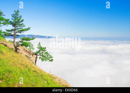 hight mountain with pine trees over white clouds Stock Photo