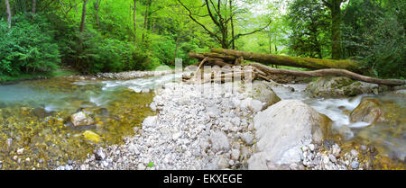two river in deep ancient forest. big size panorama. Stock Photo