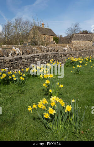 Daffodils and dry stone wall with cotswold stone cottage, Oddington, Cotswolds, Gloucestershire, England, United Kingdom, Europe Stock Photo