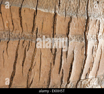 texture of a palm tree Stock Photo