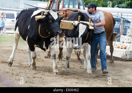 A farmer urges his oxen to pull a load in the four-ox distance pull competition at the Blue Hill Fair, Maine. Stock Photo