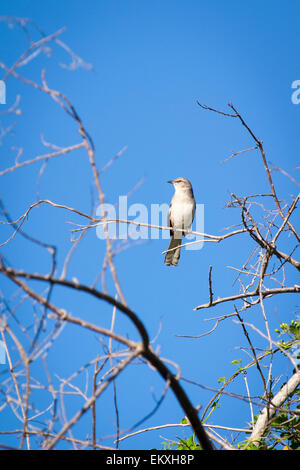 Cuba Trinidad Gran Parque Natural Topes de Collantes , El Cubano , fauna Cuban white bird in tree Stock Photo