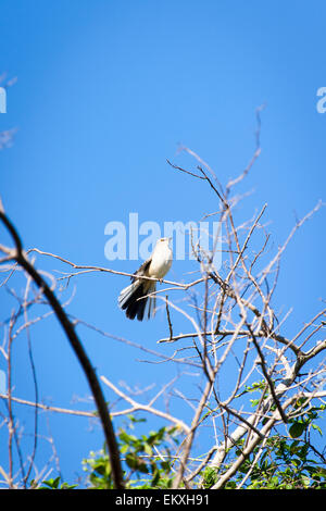 Cuba Trinidad Gran Parque Natural Topes de Collantes , El Cubano , fauna Cuban white bird in tree Stock Photo