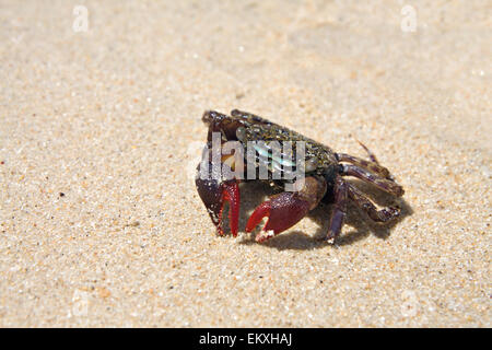 crab on the beach Stock Photo