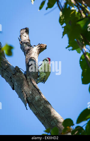 Cuba Trinidad Gran Parque Natural Topes de Collantes , El Cubano , fauna bird Cuban Green Woodpecker Stock Photo