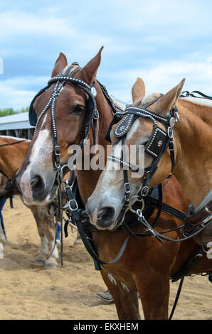 Two draft horses nuzzle while waiting for the load-pulling competition at the Blue Hill Fair, Maine. Stock Photo