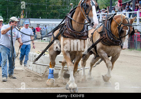 A competitor urges his horses on during the draft horse load-pulling ...