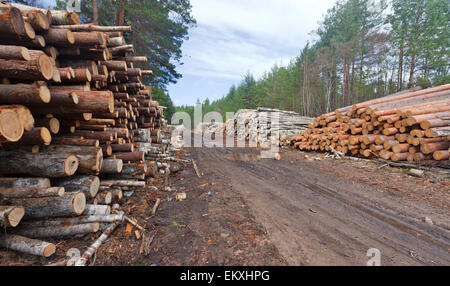 A big pile of wood in a forest road Stock Photo