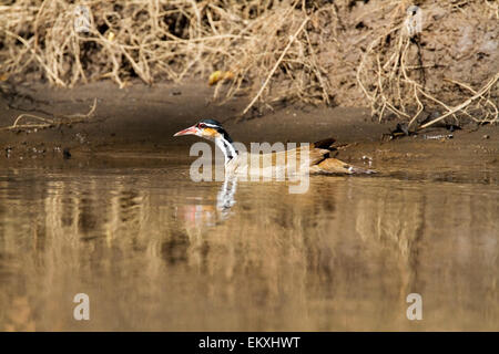 sungrebe (Heliornis fulica) adult swimming on mountain river, Costa Rica, central America Stock Photo