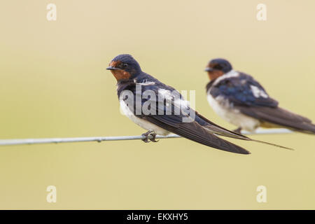 barn swallow (Hirundo rustica) two birds perched on wire fence, resting, Norfolk, England, UK Stock Photo