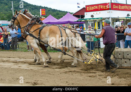 Draft Horse team pulling competition at local county fair with draft