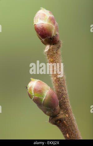 Knospe,Bud,Trieb,Triebspitze,Shoot,Young Shoot,Bluete,Blossom,Bloom,Salix alba Stock Photo
