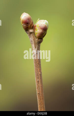 Knospe,Bud,Trieb,Triebspitze,Shoot,Young Shoot,Bluete,Blossom,Bloom,Salix alba Stock Photo