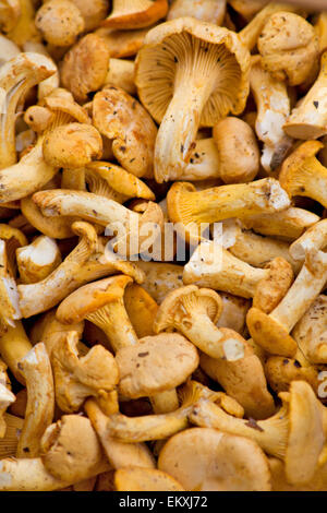 fresh chanterelle mushrooms Stock Photo