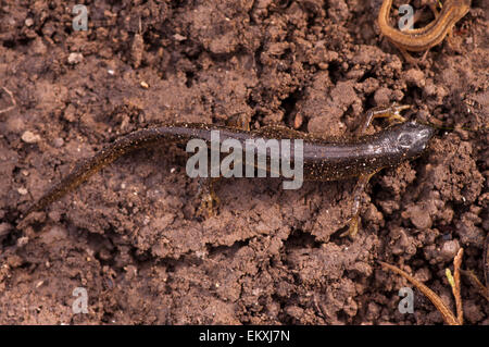 smooth newt also known as common newt Lissotriton vulgaris Stock Photo