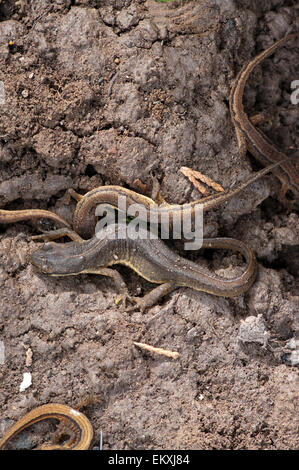 smooth newts also known as common newts Lissotriton vulgaris Stock Photo