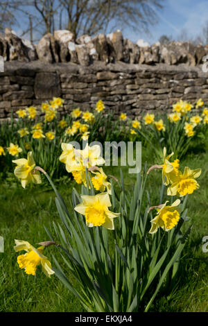 Daffodils and cotswold dry stone wall, Oddington, Cotswolds, Gloucestershire, England, United Kingdom, Europe Stock Photo