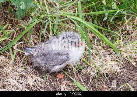 Arctic tern (Sterna paadisaea) young chick standing in short vegetation on the ground, Farne Isles, Northumberland, England Stock Photo