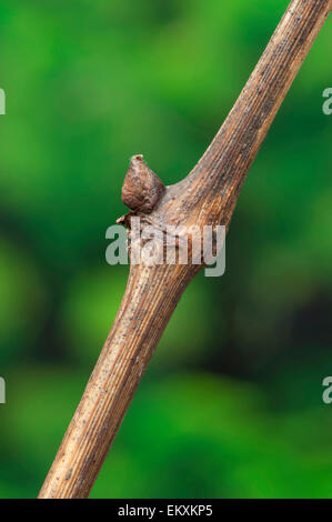 Knospe,Bud,Trieb,Triebspitze,Shoot,Young Shoot,Bluete,Blossom,Bloom,Vitis vinifera Stock Photo