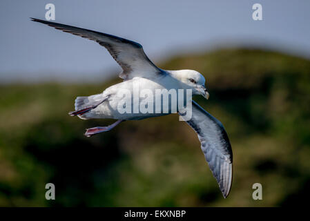 Northen fulmar Fulmarus glacialis in flight with grassy cliffs visible in the background. Stock Photo