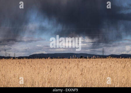 Storm in wetlands. Stock Photo