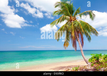 tropical beach with coconut palm. Koh Lanta, Thailand Stock Photo