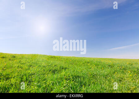 Green field under blue sky with sun Stock Photo