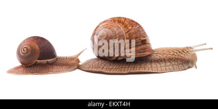 Two Snails isolated on white background Stock Photo