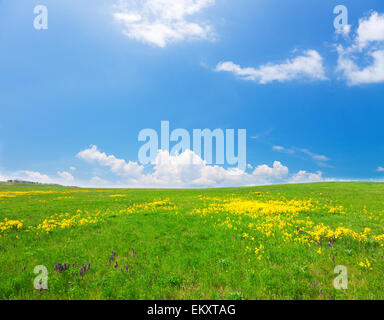 Green field with flowers under blue cloudy sky Stock Photo - Alamy