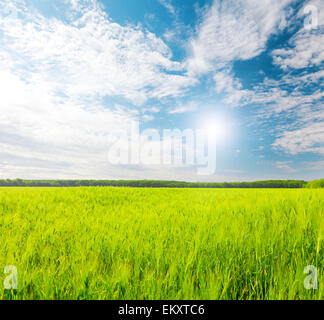 field of green rye and blue cloudy sky Stock Photo - Alamy