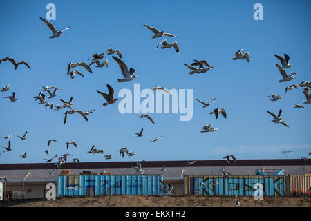 Seagulls in Ballona Creek, Los Angeles, Calfornia, USA Stock Photo