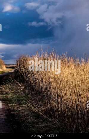 Storm in wetlands. Stock Photo