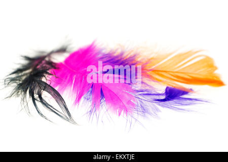 Colorful bird feathers on a white background close-ups Stock Photo