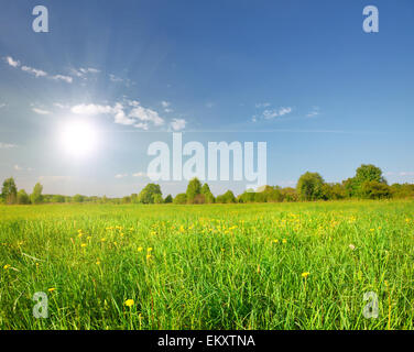 Green field with flowers under blue cloudy sky Stock Photo