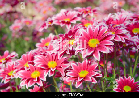 flower chrysanthemum Stock Photo